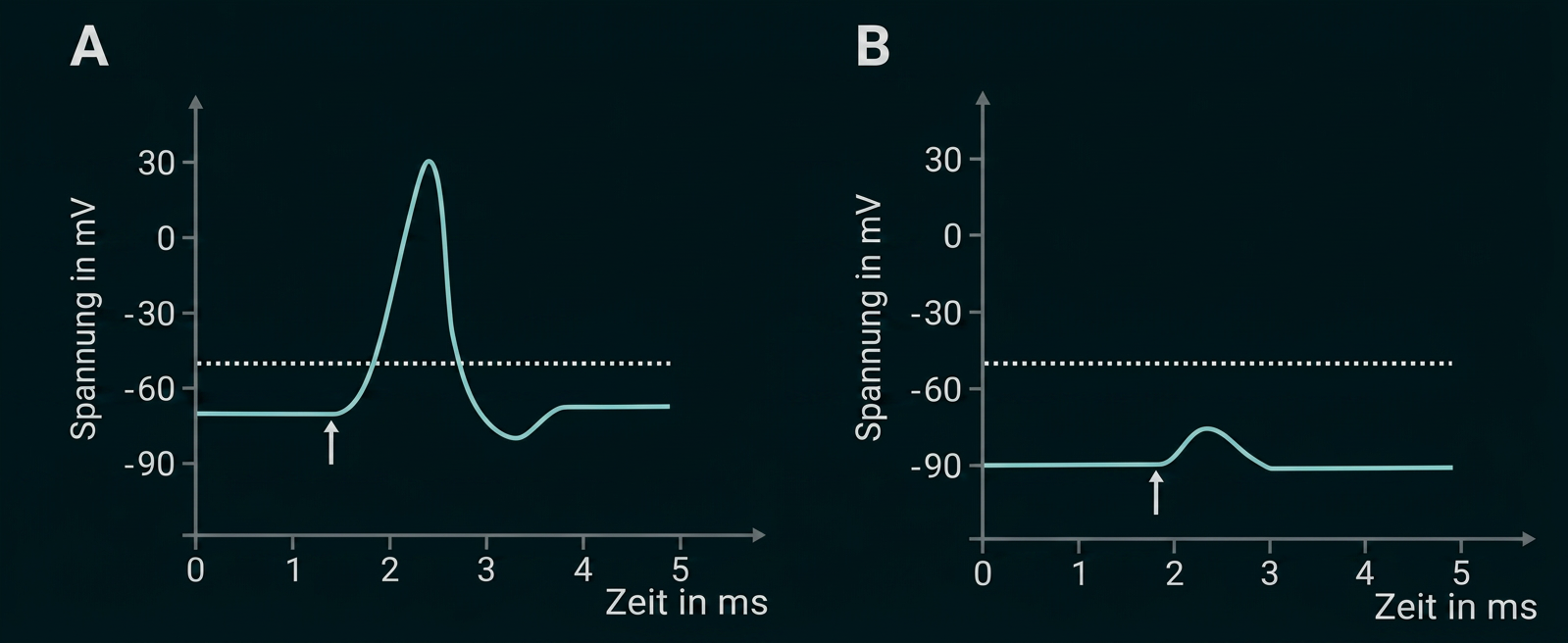 Diagramme A und B zeigen unterschiedliche Spannungsverläufe über die Zeit in Millisekunden.